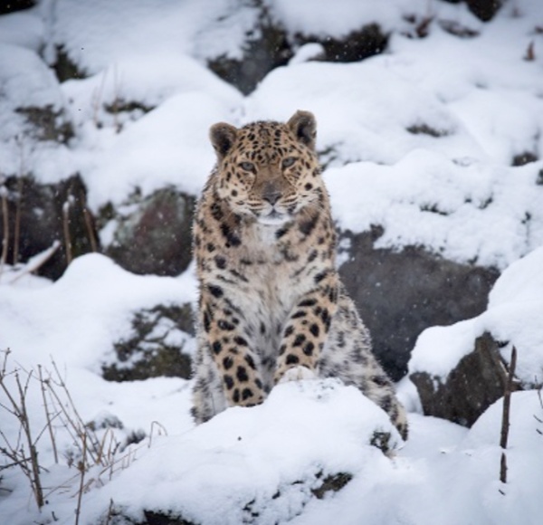 Тур Amur leopard photo tour