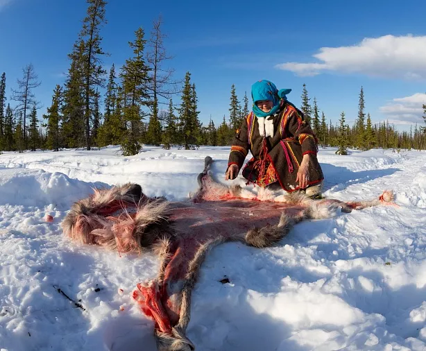 Изображение статьи Еда оленеводов Ямала – сырое мясо  Туры России