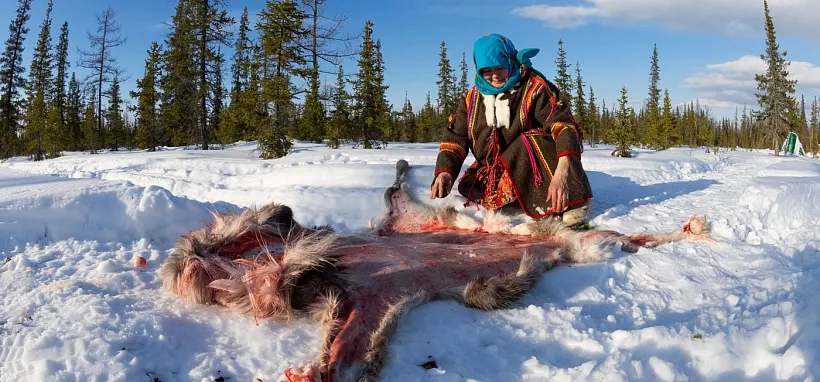 Еда оленеводов Ямала – сырое мясо 