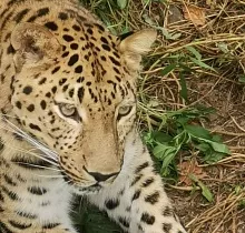 Фото дня 2 тура Заповедные истории: леопард, ларги и море