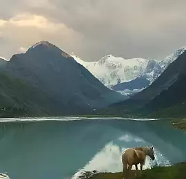 Тур Кольцевой маршрут к Белухе.