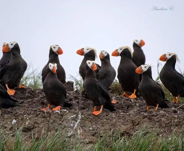 Изображение статьи Экспедиция на Командорские Острова: личный опыт посещения Туры России