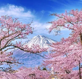 Тур Япония | Цветение сакуры в стране восходящего солнца