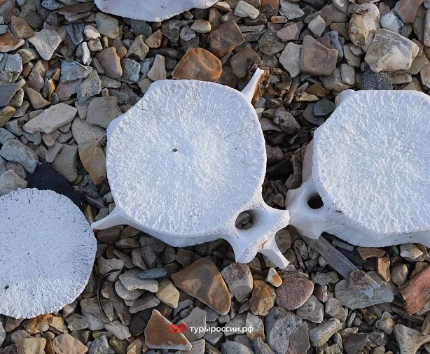 Изображение статьи Национальный парк «Берингия» — как добраться, где жить, что посмотреть Туры России