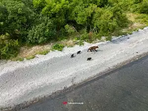 Медведи на Курильском озере