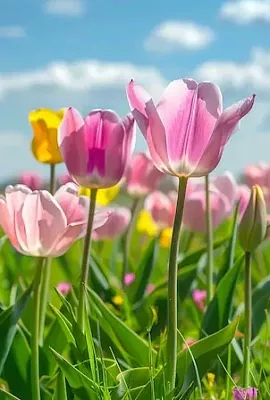 Увидеть цветение тюльпанов в России