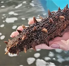 Фото дня 4 тура Гастротур «Вкус Тихого океана»