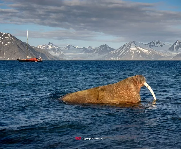 Изображение статьи Где в российской Арктике можно увидеть моржей? Туры России