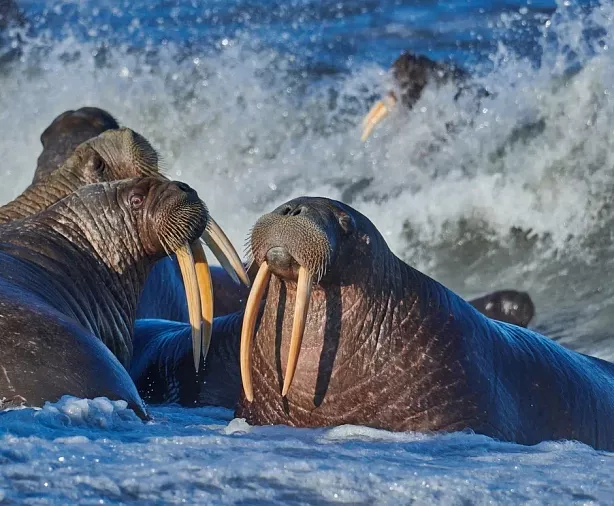 Изображение статьи Где в российской Арктике можно увидеть моржей? Туры России