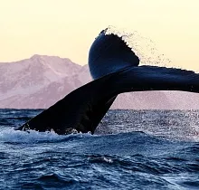 ополнительное фото тура 