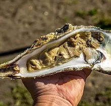 Фото дня 15 тура Сахалин, Итуруп, Шикотан и Кунашир с вулканом Тятя