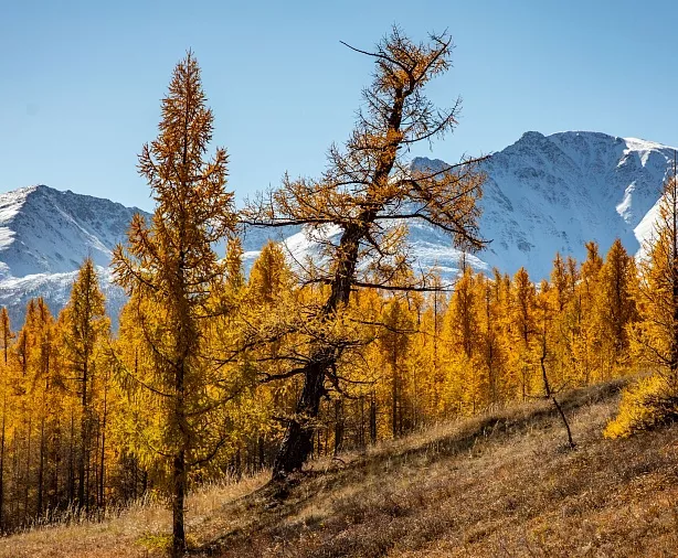 Изображение статьи Фотопутешествие на Горный Алтай из Москвы, золотая осень, 7 дней. Личный опыт Туры России