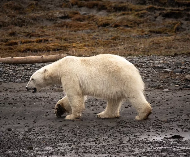 Изображение статьи Полуостров Таймыр: что посмотреть, когда ехать, как добраться  Туры России