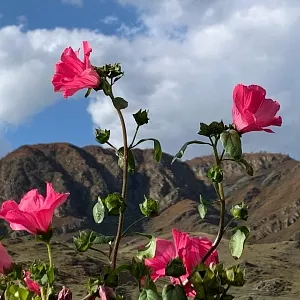 Фото отзыва