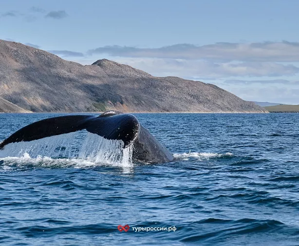 Изображение статьи Национальный парк «Берингия» — как добраться, где жить, что посмотреть Туры России