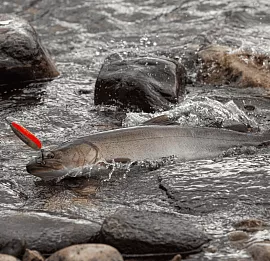 Тур Рыбалка на реках Алдан, Томпо, Хандыга, Барайы, Тукулан, Келя, Тумара