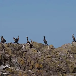 Фото отзыва