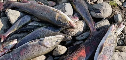 Рыбалка в Якутии: лучшие места, виды рыбы и трофейный таймень