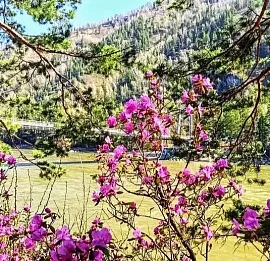 Тур Алтай: Цветение Маральника