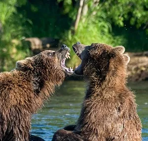 Камчатка: Фототур на съемку медведей, озеро Двухъюрточное