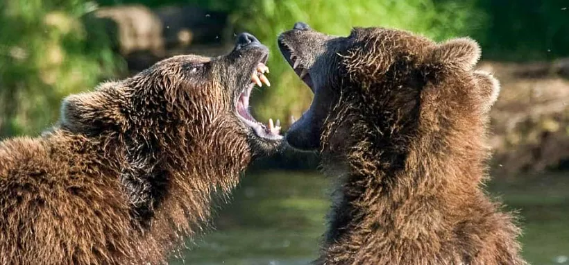 Камчатка: Фототур на съемку медведей, озеро Двухъюрточное