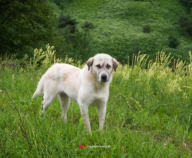 Изображение статьи Экскурсия из Владикавказа: Башенный Комплекс Ний  Туры России