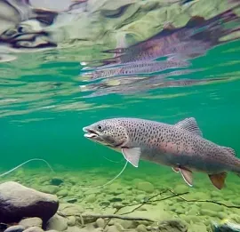 Тур Отдых на Байкале с рыбалкой