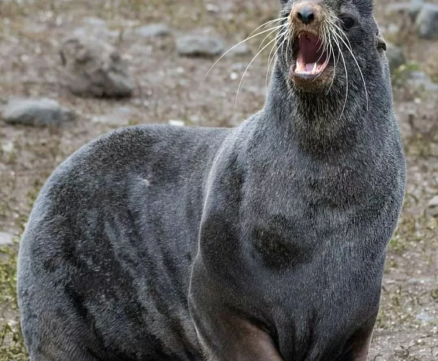 Изображение статьи Экспедиция на Командорские Острова: личный опыт посещения Туры России