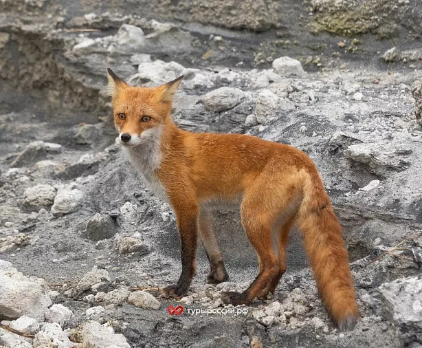 Изображение статьи Итуруп: Белые Скалы Туры России