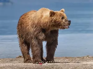Медведи на Курильском озере