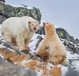 Тур Чукотка, Наблюдение за белыми медведями