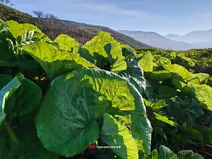 Пейзажи острова Парамушир и вулкана Эбеко