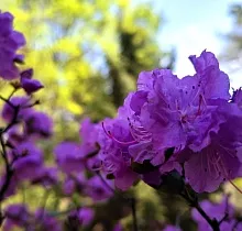 Фото дня 2 тура Весенняя рапсодия