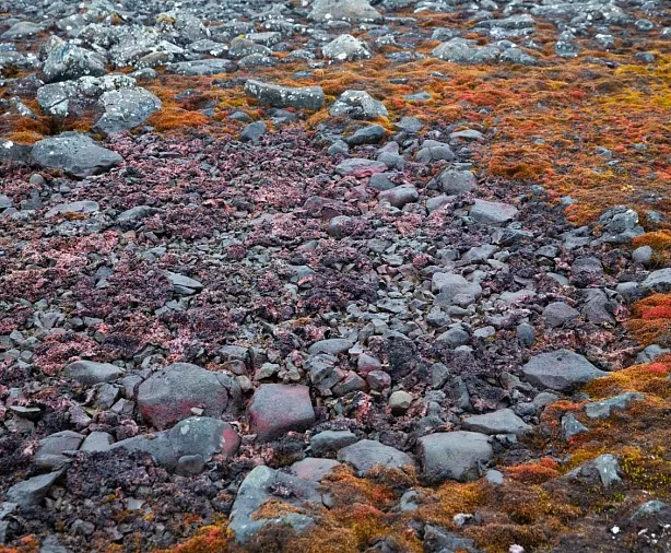 Изображение статьи Русская Арктика: личный опыт посещения земли Франца-Иосифа в составе научной экспедиции Туры России