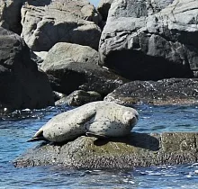 Фото дня 4 тура Заповедные истории: леопард, ларги и море