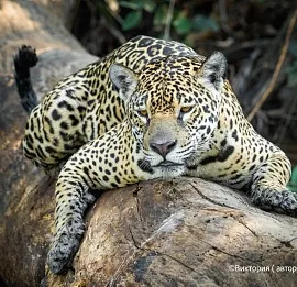 Тур Бразилия: Фототур в Дикий Мир Пантанала