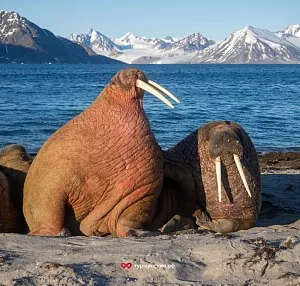 Где в российской Арктике можно увидеть моржей?
