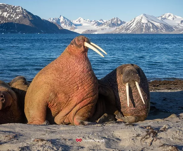 Изображение статьи Где в российской Арктике можно увидеть моржей? Туры России