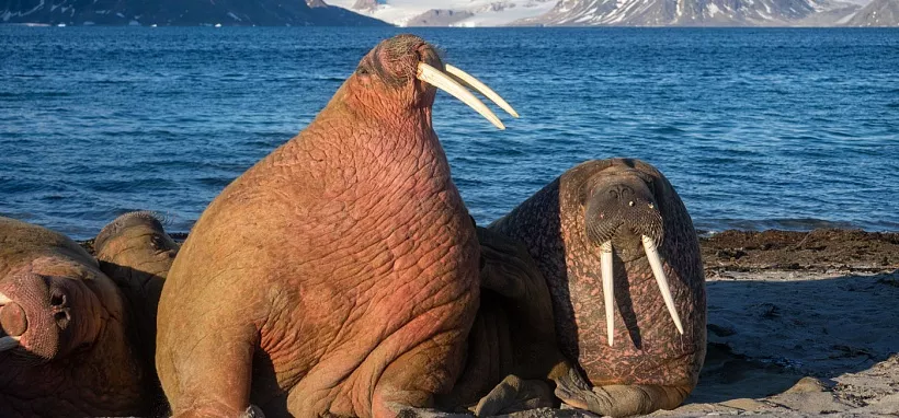 Где в российской Арктике можно увидеть моржей?