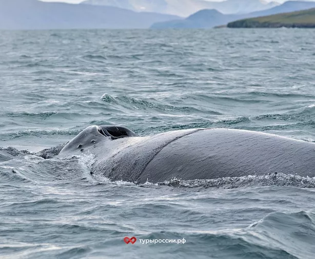 Изображение статьи Национальный парк «Берингия» — как добраться, где жить, что посмотреть Туры России