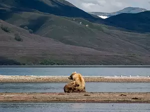 Медведи на Курильском озере