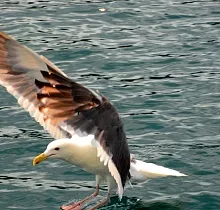 Фото дня 5 тура Заповедные истории: леопард, ларги и море