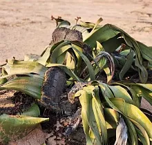 Фото дня 8 тура Большой тур по Анголе: пейзажи, племена, океан