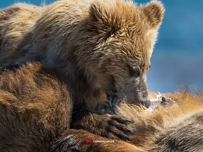 Медведи на Курильском озере