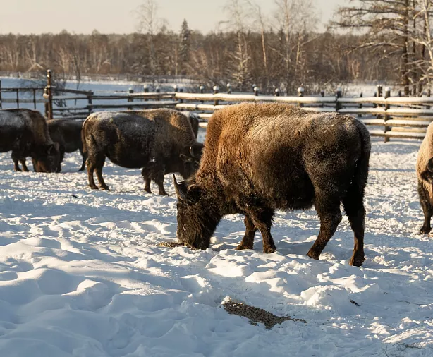 Изображение статьи Посещение Бизонария в Якутии Туры России