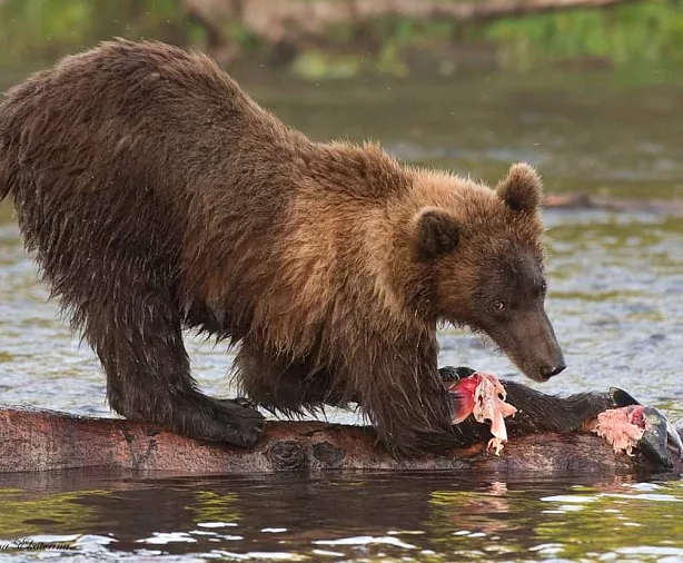 Изображение статьи Камчатка: Фототур на съемку медведей, озеро Двухъюрточное Туры России