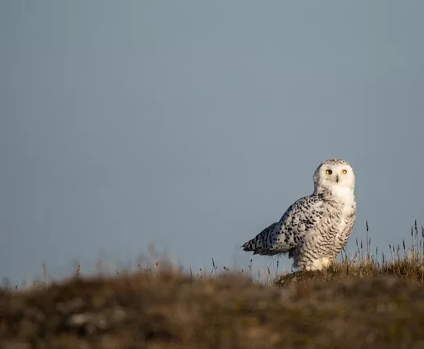 Изображение статьи Полуостров Таймыр: что посмотреть, когда ехать, как добраться  Туры России