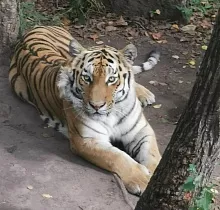 Фото дня 2 тура Заповедные истории: леопард, ларги и море