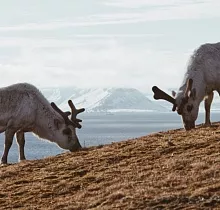 Фото дня 6 тура Круиз на Шпицберген из Мурманска без визы