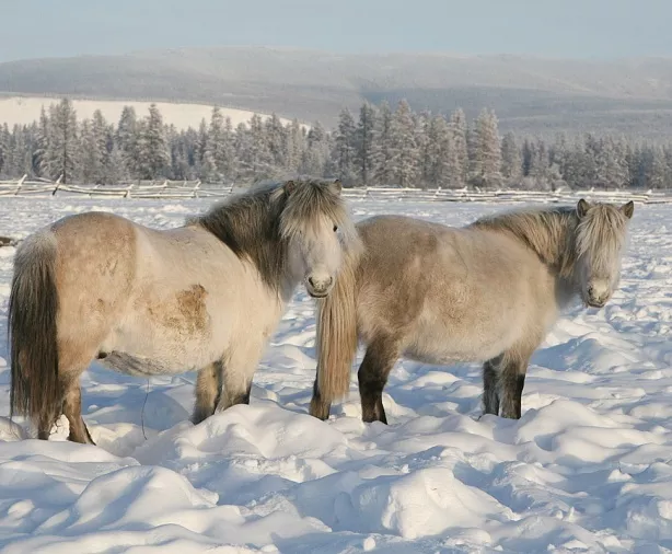 Изображение статьи Отдых в Якутии: как добраться, где жить, что посмотреть Туры России